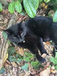 Reunited Female Cat last seen Potton Road, Wrestlingworth, England SG19 2EY