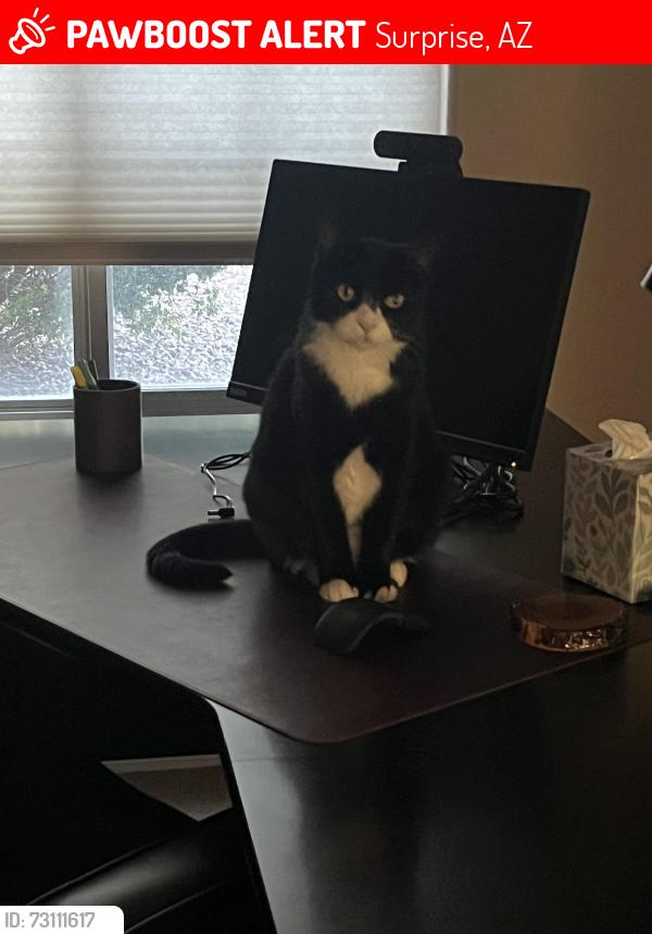 Lost Female Cat last seen West Mescal street, Surprise, AZ 85379