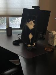 Lost Female Cat last seen West Mescal street, Surprise, AZ 85379