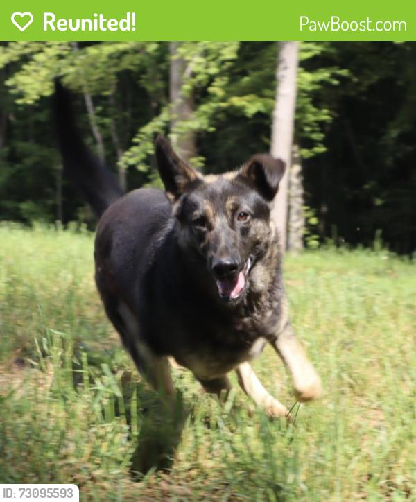 Reunited Female Dog last seen Little creek road, Thomasville, NC 27360