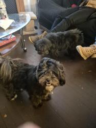 Reunited Female Dog last seen Maple/Livernois, Troy, MI 48083