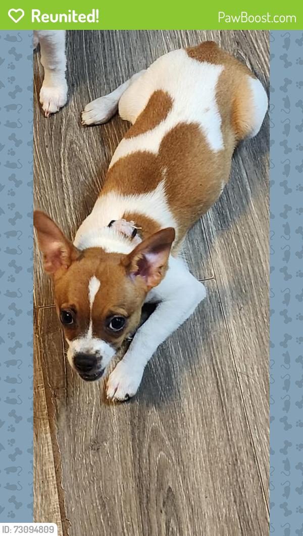 Reunited Female Dog last seen Last seen on CR 400 but lives on 405B. Cross streets are 405 and 405C, Lake Panasoffkee, FL 33538