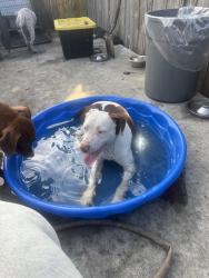 Reunited Male Dog last seen Nw 31st st, Dania Beach, FL 33312