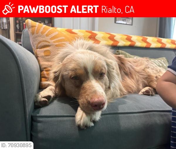 Lost Male Dog last seen Near north forest avenue Rialto ca, Rialto, CA 92377