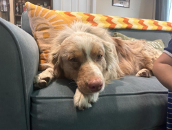 Lost Male Dog last seen Near north forest avenue Rialto ca, Rialto, CA 92377