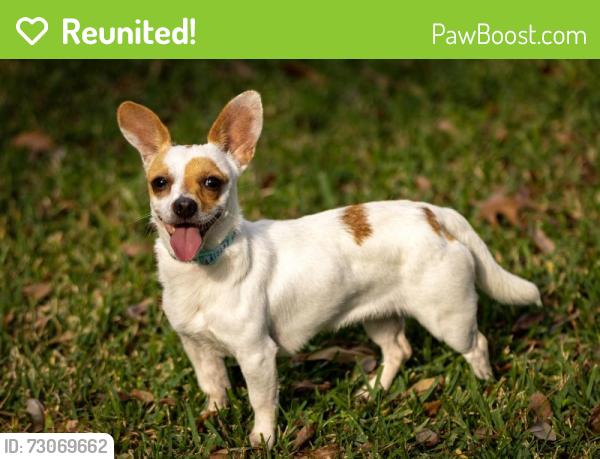 Reunited Female Dog last seen Near Chapel Ln, Mason OH, Mason, OH 45040