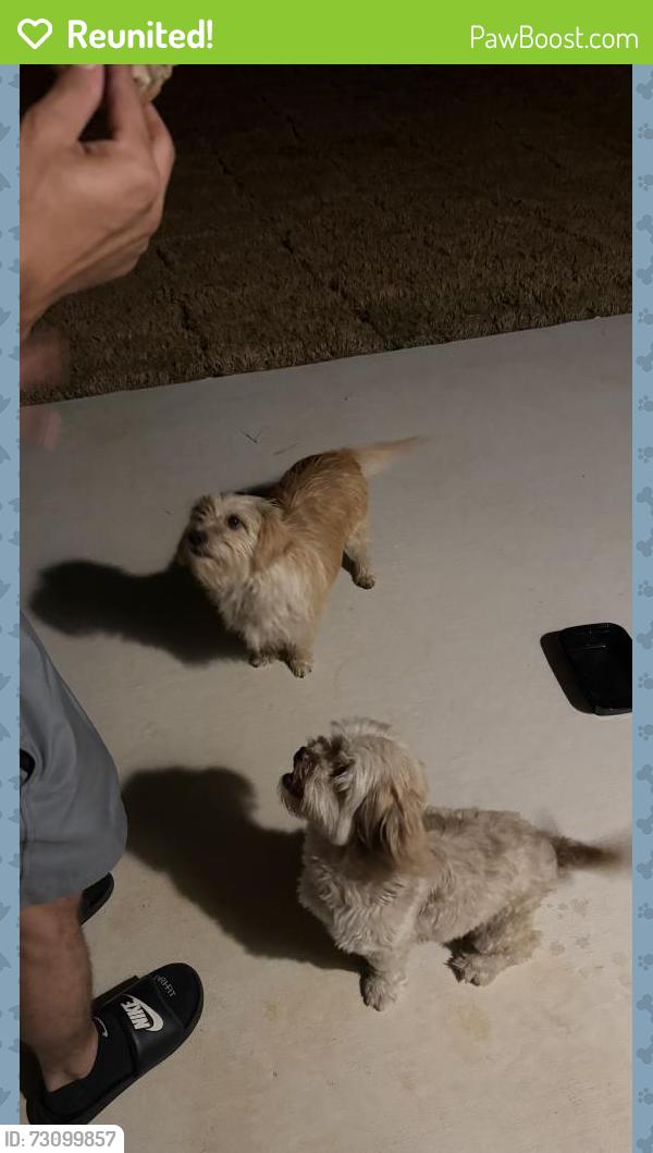 Reunited Female Dog last seen Gamefish run, Elmendorf, TX 78112