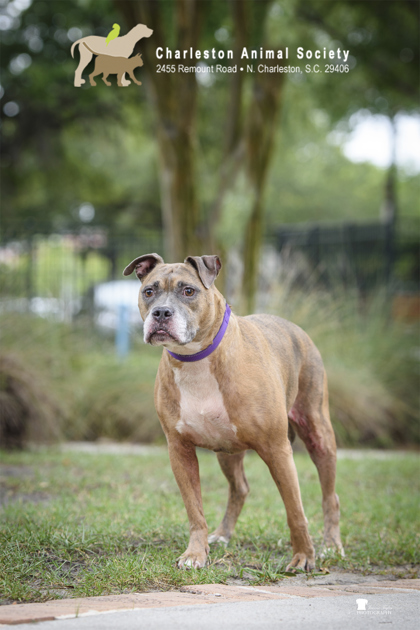 Shelter Stray Female Dog last seen Near Sunnyside Avenue, City of Charleston, SC, 2455 Remount Rd, North Charleston, SC 29406, USA