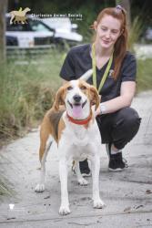 Shelter Stray Female Dog last seen Cosgrove Avenue and Rivers Avenue, North Charleston, SC, 2455 Remount Rd, North Charleston, SC 29406, USA