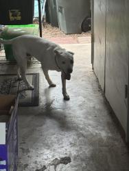Reunited Male Dog last seen Near S Camino Seco, Tucson, AZ 85710, USA, Tucson, AZ 85710