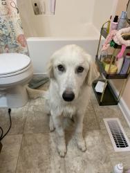 Found/Stray Female Dog last seen Old stage road, Raleigh, NC 27603