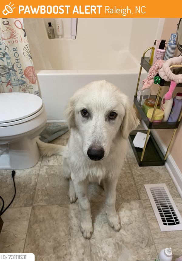 Found/Stray Female Dog last seen Old stage road, Raleigh, NC 27603
