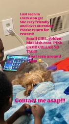 Lost Female Dog last seen Flourish parks, Clarkston, GA 30021