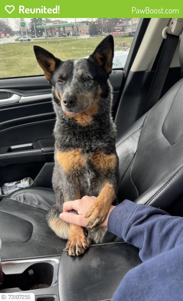 Reunited Female Dog last seen N1442 Jasmine Rd, Genoa City, WI 53128, USA, Genoa City, WI 53128