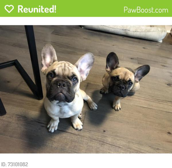 Reunited Male Dog last seen Lavista Park, Atlanta, GA 30324