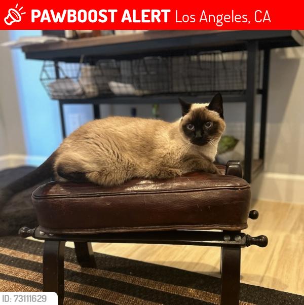 Lost Female Cat last seen STANMOOR AND RAYFORD, Los Angeles, CA 90045