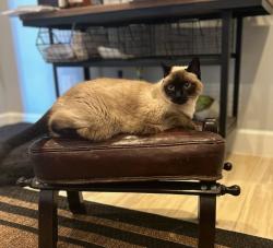 Lost Female Cat last seen STANMOOR AND RAYFORD, Los Angeles, CA 90045