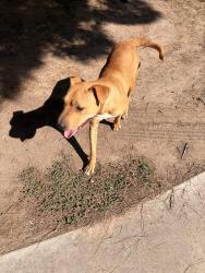 Found/Stray Female Dog last seen Near S Main St, La Mesa, NM 88044