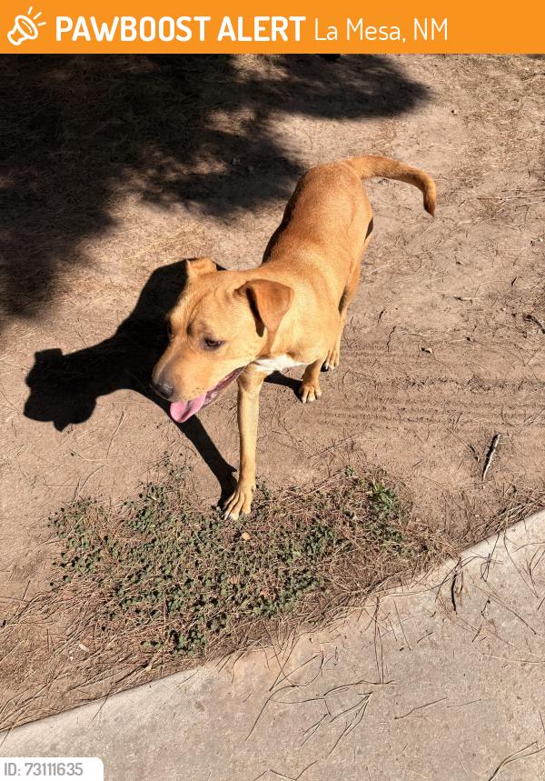 Found/Stray Female Dog last seen Near S Main St, La Mesa, NM 88044