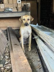 Found/Stray Female Dog last seen 16th and Lincoln, Oklahoma City, OK 73105