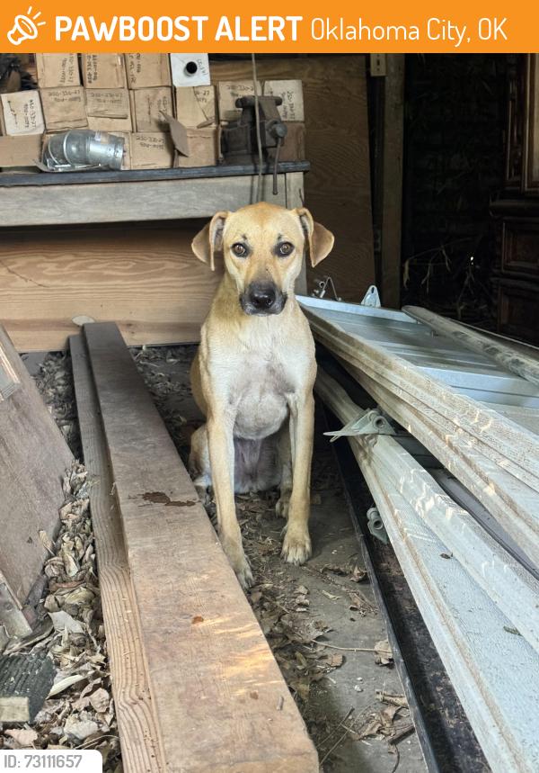 Found/Stray Female Dog last seen 16th and Lincoln, Oklahoma City, OK 73105