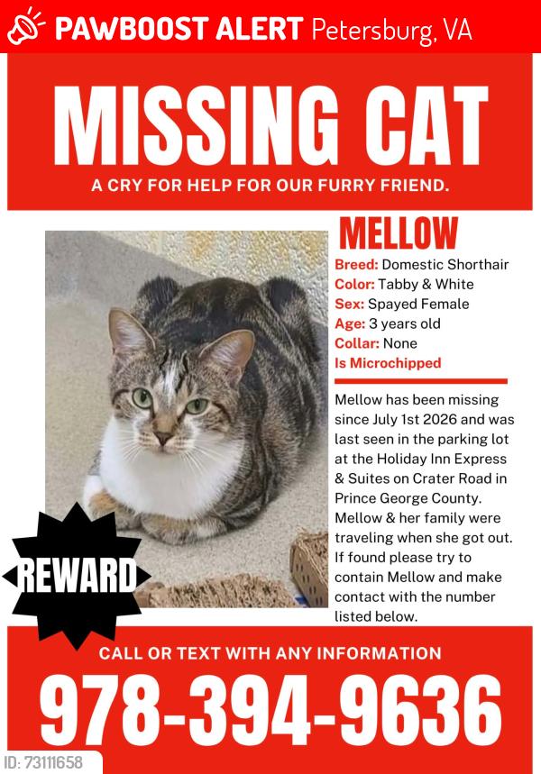 Lost Female Cat last seen Crater rd. Holiday inn Express Petersburg Virginia, Petersburg, VA 23803