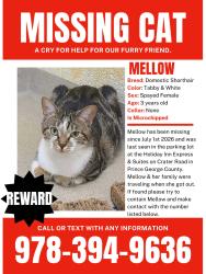 Lost Female Cat last seen Crater rd. Holiday inn Express Petersburg Virginia, Petersburg, VA 23803