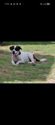Lost Female Dog last seen She was last seen on sunday by 638 benito st running out the hse before the fireworks towards across the st, Rio Grande City, TX 78582