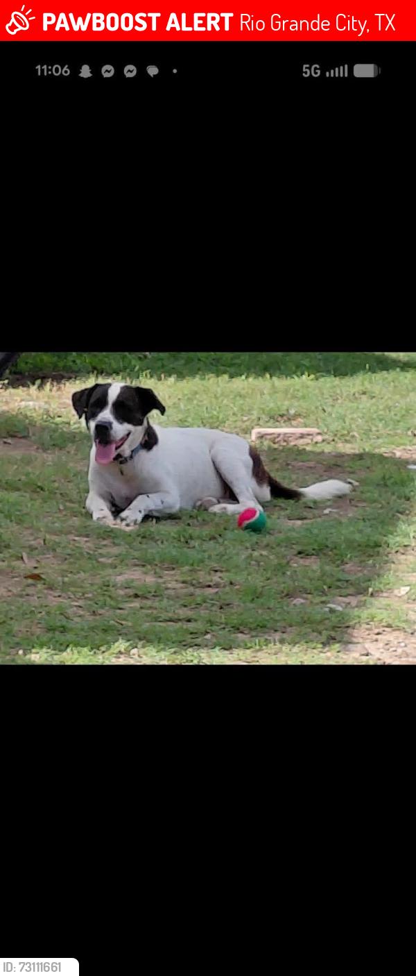 Lost Female Dog last seen She was last seen on sunday by 638 benito st running out the hse before the fireworks towards across the st, Rio Grande City, TX 78582