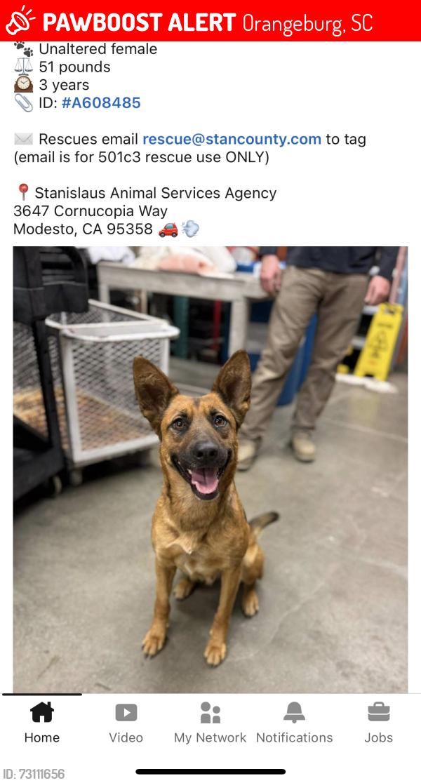 Lost Female Dog last seen Crestline and Gordon, Orangeburg, SC 29117