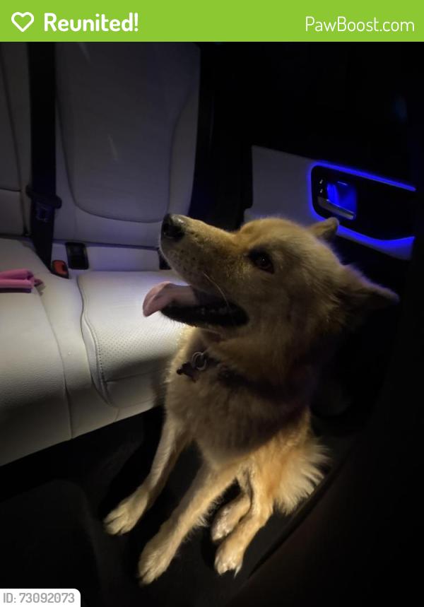 Reunited Female Dog last seen East H street, Chula Vista, CA 91910