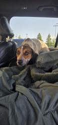 Found/Stray Male Dog last seen Main road between Rosedale and Addis, LA, Rosedale, LA 70772