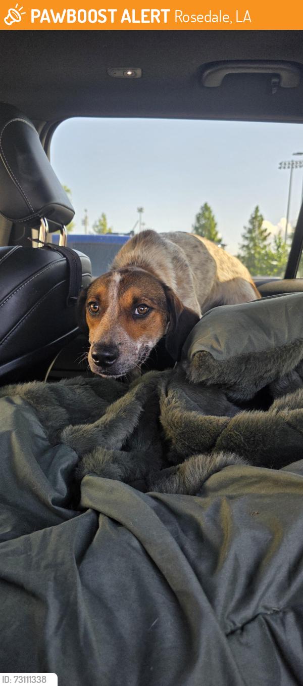 Found/Stray Male Dog last seen Main road between Rosedale and Addis, LA, Rosedale, LA 70772