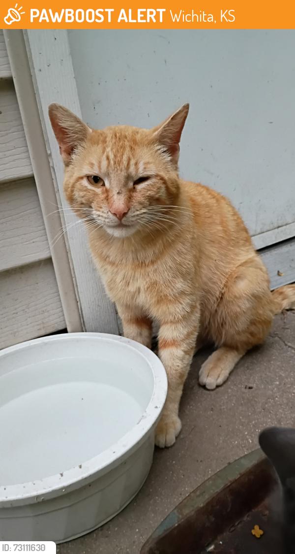 Found/Stray Male Cat last seen Pawnee and Mosley, Wichita, KS 67216
