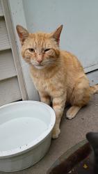 Found/Stray Male Cat last seen Pawnee and Mosley, Wichita, KS 67216