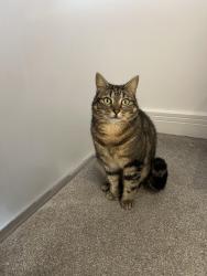 Reunited Female Cat last seen Colosseum drive, Houghton Regis, England 