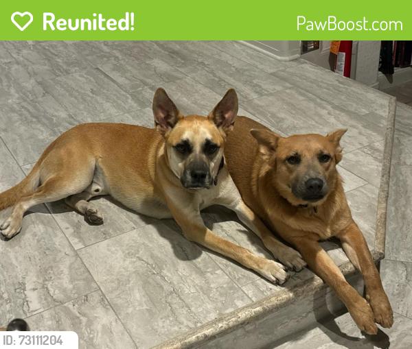 Reunited Male Dog last seen Sunway El Ceritto, San Antonio, TX 78232