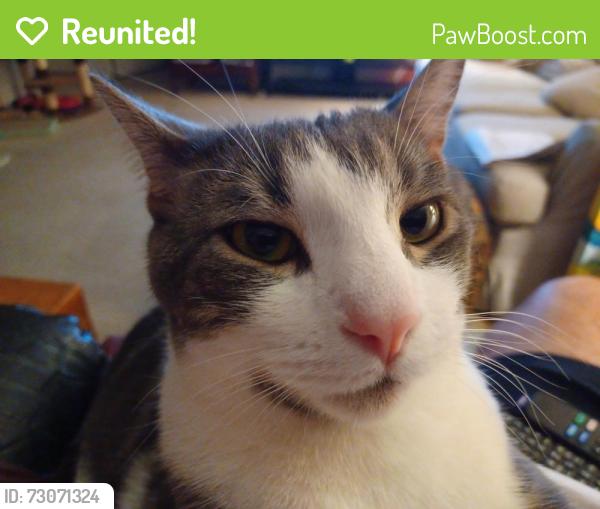 Reunited Male Cat last seen E. Valley Pkwy &Bear Valley Pkwy, Escondido, CA 92027