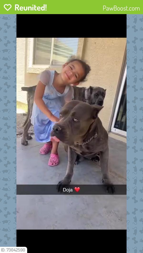 Reunited Female Dog last seen 35th ave & Southern, Phoenix, AZ 85041