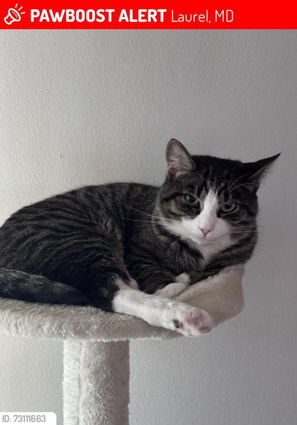 Lost Female Cat last seen Muirkirk road por Bowie road, Laurel, MD 20708
