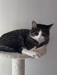 Lost Female Cat last seen Muirkirk road por Bowie road, Laurel, MD 20708