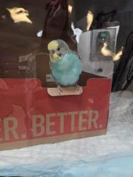 Reunited Male Bird last seen Mesa and Mt Diablo, Concord, CA 94518