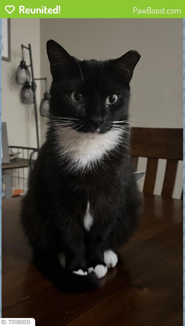 Reunited Female Cat last seen 120th ave next to Tamiami Airport - Century States cndmnium, Miami, FL 33196