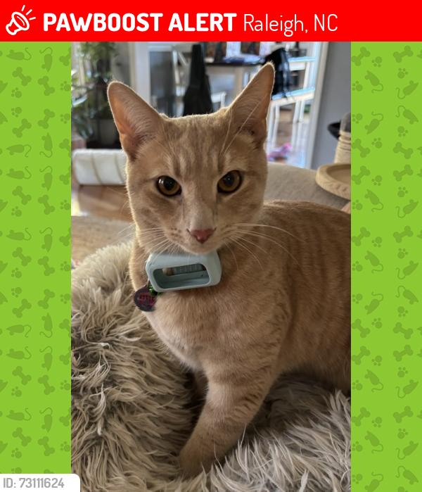 Lost Male Cat last seen North Raleigh near Falls and Durant Road, Raleigh, NC 27614