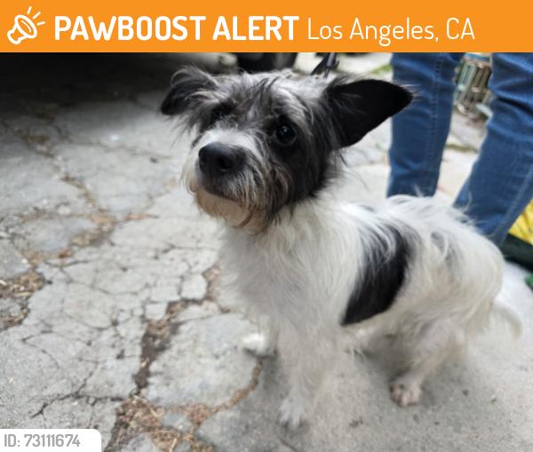 Found/Stray Female Dog last seen Locke Ave and Edison Street, Los Angeles, CA 90032