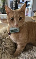 Lost Male Cat last seen North Raleigh near Falls and Durant Road, Raleigh, NC 27614