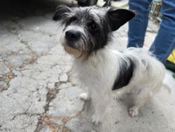 Found/Stray Female Dog last seen Locke Ave and Edison Street, Los Angeles, CA 90032
