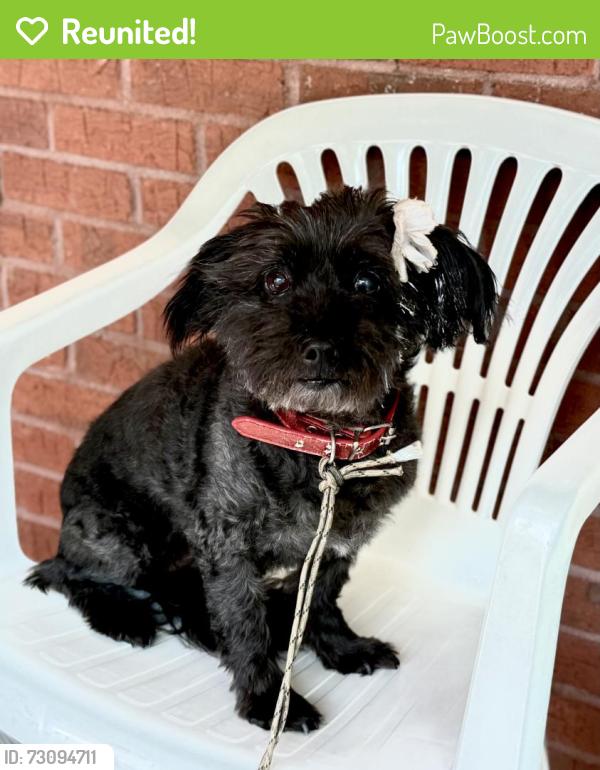 Reunited Female Dog last seen Inside Rafington Place Subdivision off of Simonton Rd, Lawrenceville, GA 30046