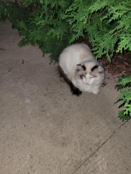 Found/Stray Unknown Cat last seen L4z 4a9, Mississauga, ON L4Z 4A9