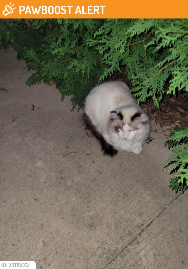 Found/Stray Unknown Cat last seen L4z 4a9, Mississauga, ON L4Z 4A9